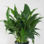 Peace Lily – 6″ Pot